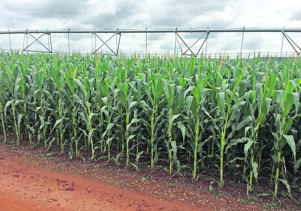 Buyers appear to be spooked by the poor prospects for Brazil’s corn crop, which is suffering from drought. | Reuters/Marcelo Rodrigues Teixeira photo