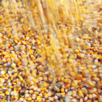 Groups such as the United Nations’ Food and Agriculture Organization are starting to drastically cut their Chinese corn stock estimates. | Reuters photo