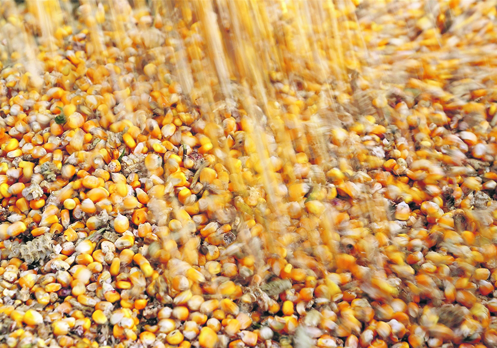 Groups such as the United Nations’ Food and Agriculture Organization are starting to drastically cut their Chinese corn stock estimates. | Reuters photo