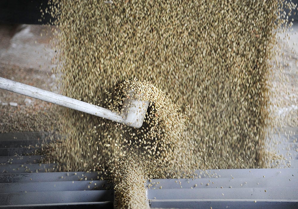 Stat Publishing analyst Brian Clancey is forecasting 1.57 tonnes of world supply of green lentils, down 12 percent from last year and 10 percent below the five-year average. | File photo