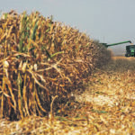 The world’s population relies mostly on the food from five plants. Despite having less starvation in the world and longer lifespans, there are greater incidences of diabetes, heart disease and obesity. As well, the world lives with vitamin deficiencies. Corn rivals sugarcane for volume, but is larger than wheat and rice. Victor Walch of Raymond, Illinois harvests a 200-plus bushel corn crop. | Mike Raine photo