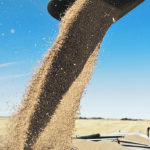 There are ways to hydrate dry grain before shipping, some legitimate and some less so. | File photo