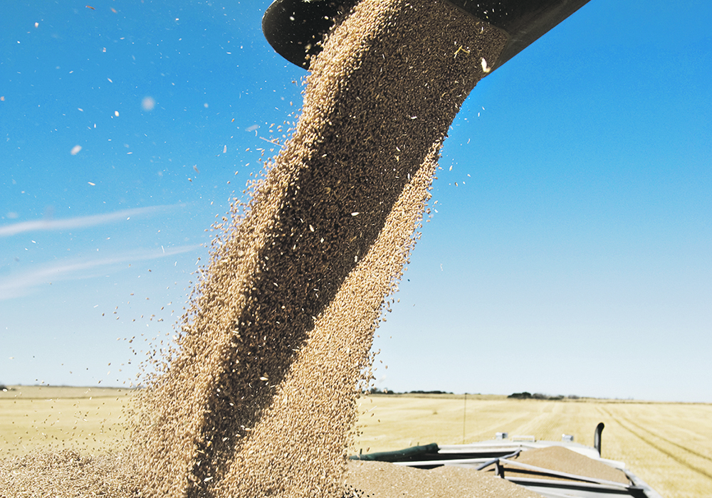 There are ways to hydrate dry grain before shipping, some legitimate and some less so. | File photo