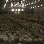 Research shows birds that were subject to more darkness fed more frequently and sharply increased anticipatory feeding when they knew the lights were soon going to dim. | File photo