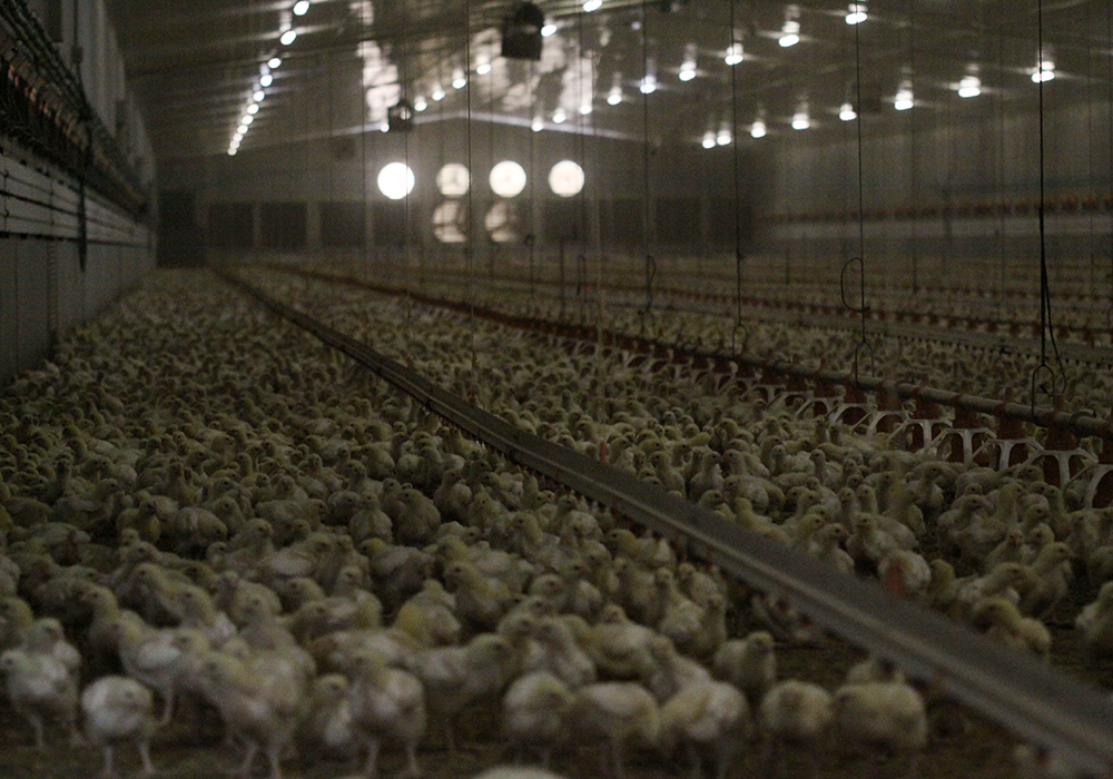 Research shows birds that were subject to more darkness fed more frequently and sharply increased anticipatory feeding when they knew the lights were soon going to dim. | File photo