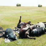 Cattle are one of most prominent species affected by anthrax. | Dr. Jason K. Blackburn photo
