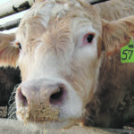 Individual producers have ammoniated feed on their farms for years, but “it’s been in limited use because of safety, environmental and technical concerns and economical constraints.” | File photo