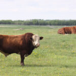 In the life of a breeding bull, penile problems can develop. Because of the value of the bull, medical or surgical treatment is often called for, and prognosis is often reasonable. | File photo