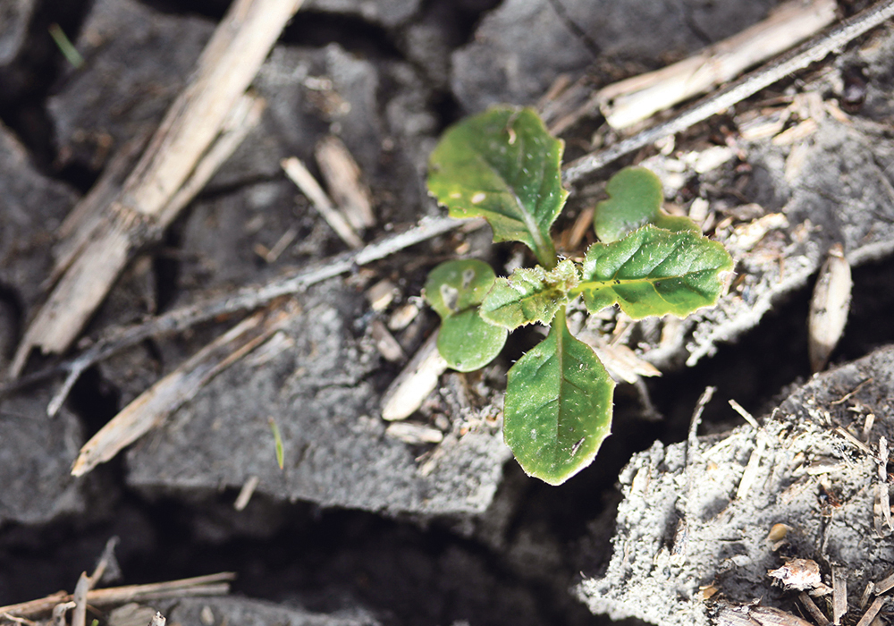 With dry soil conditions in much of the province, canola plants were slow to emerge this spring. | File photo