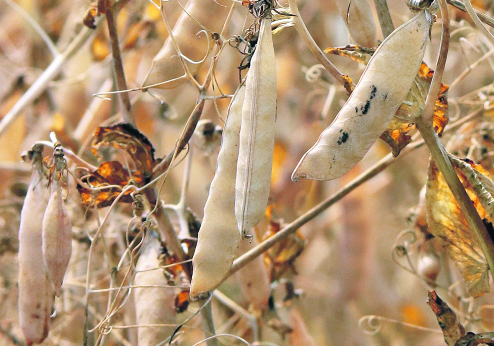 Canadian producers are expected to produce 12.6 million tonnes of peas this year, a six percent decline from last year.  |  File photo