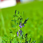 A lot of breeding work has been done to improve alfalfa, but a real advancement would be an alfalfa variety susceptible to a low-cost herbicide. | File photo