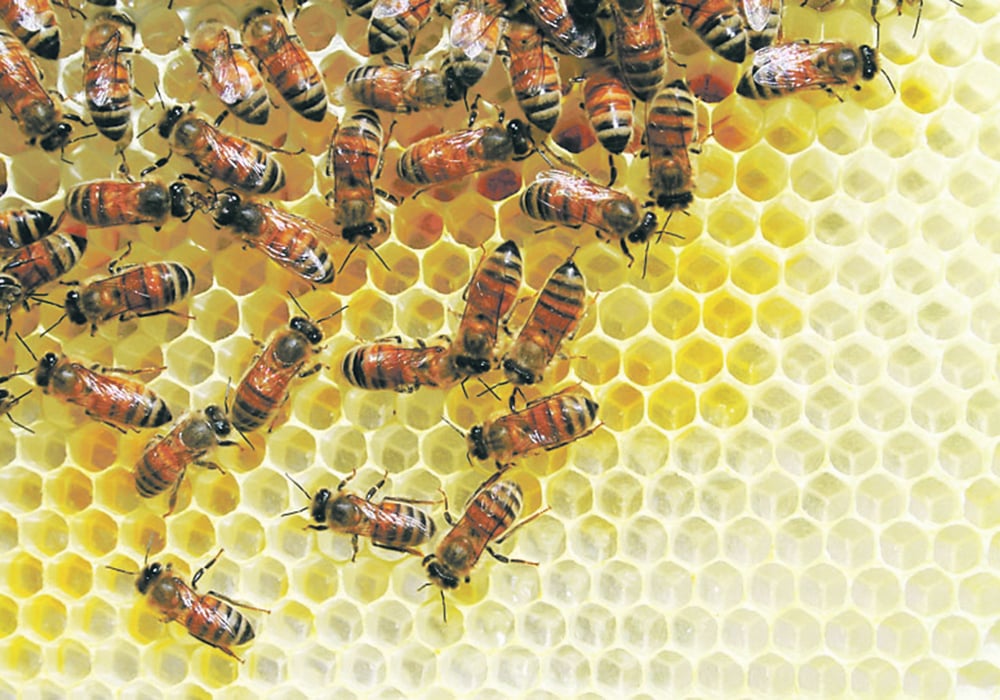 Low winter losses across the Prairies and an increase in prices promise a profitable year for the region’s beekeepers. | File photo