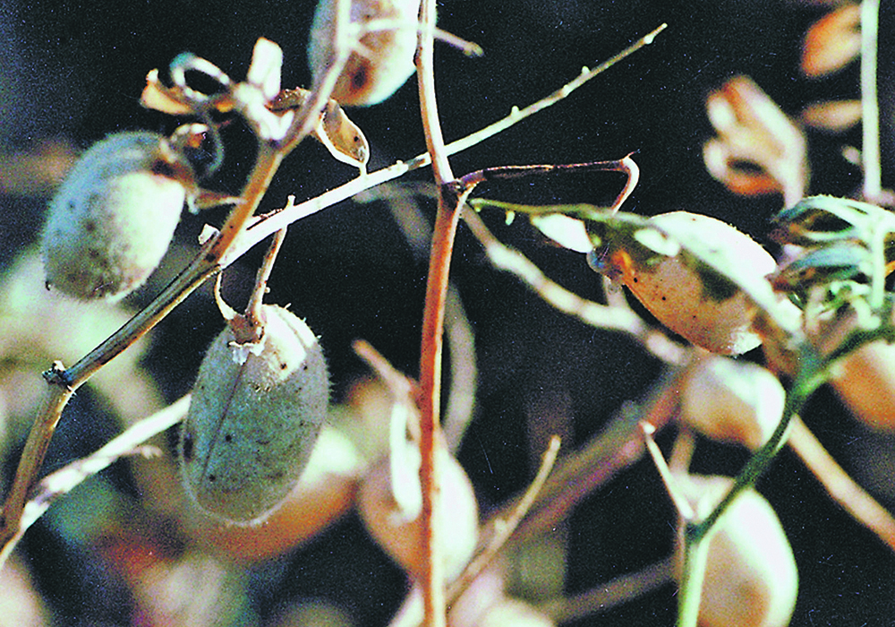 Demand for kabuli chickpeas is expected to be down in 2020-21 because of ongoing COVID-19 restrictions and rationing caused by high prices, but the reduction in supply will likely be even greater, creating upward price movement in the market in the second half of 2021. | File photo