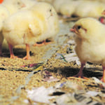 The program includes $647 million stretched over 10 years to help producers remain competitive, and is part of the government's compensation for negotiating away parts of the supply managed markets. | File photo