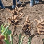 The Canadian Plant Health Council was created in 2018. It has a mandate of protecting forests, agricultural crops and other plants from pests, diseases and other risks. | File photo