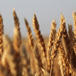 Farmers growing low-protein wheats have benefitted greatly from sky-high corn and barley prices, said Brennan Turner, chief executive officer of Combyne Ag. | File photo