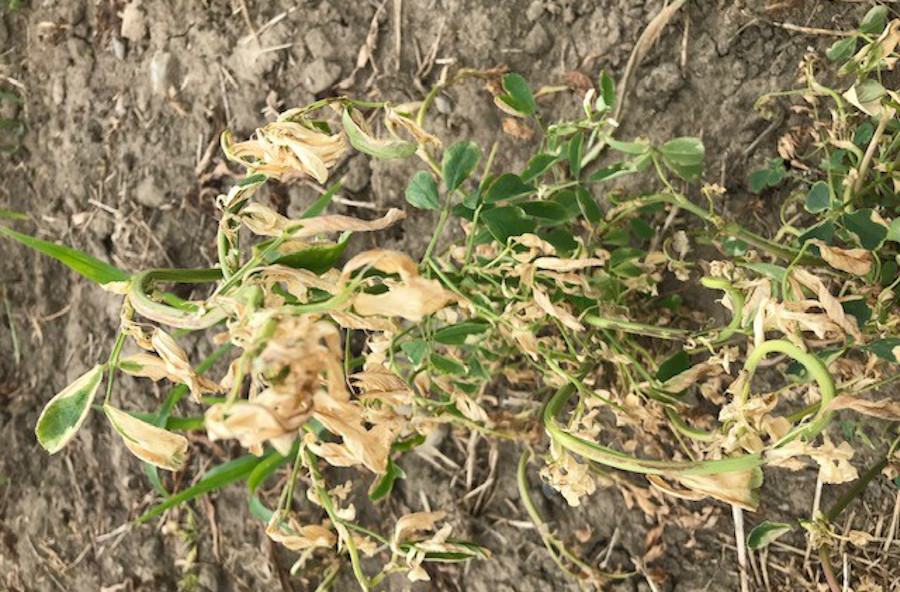 Arylex is effective on both early-emerging weeds and later-stage weeds, allowing more timing flexibility.