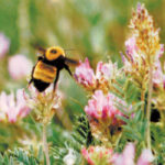 An apiculturist says a drive for higher yields has reduced pollinator diversity. | File photo