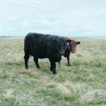 Producers who see green grass coming up through stockpiled forage in a dry year may be tempted to turn out their cattle early, but they are advised to delay grazing until the new grass has more growth and structure. | Jim Bauer photo