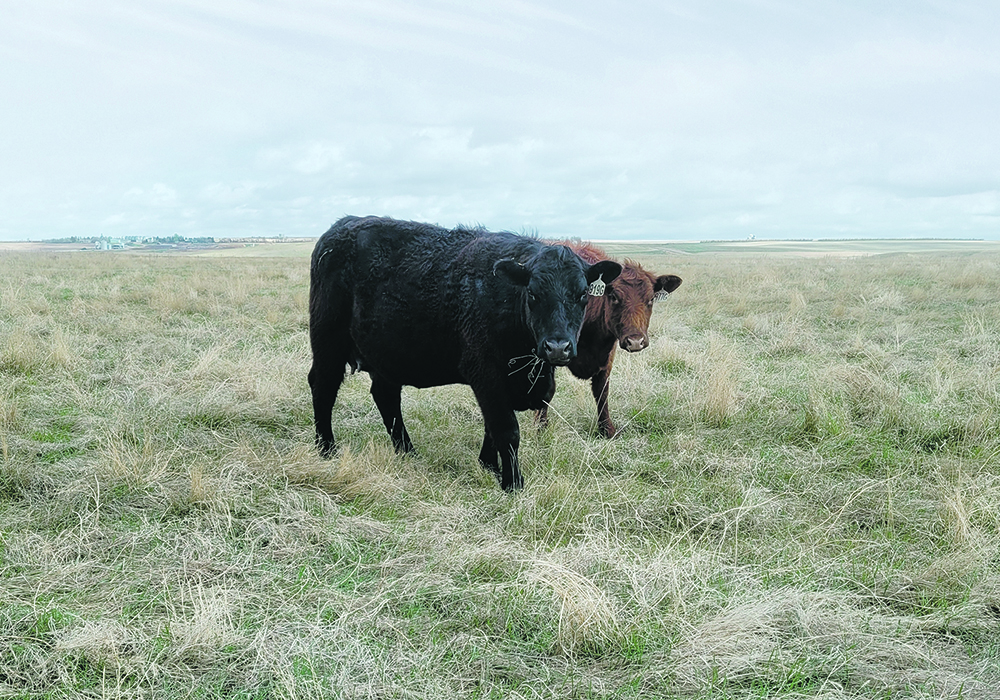 Producers who see green grass coming up through stockpiled forage in a dry year may be tempted to turn out their cattle early, but they are advised to delay grazing until the new grass has more growth and structure. | Jim Bauer photo