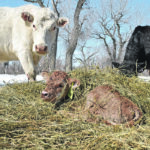 Several bacterial agents can cause calf diarrhea, and most of these agents tend to result in calves getting diarrhea within the first week of life. | File photo