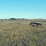 Protein supplements can enable cattle to continue grazing if there is grass but it’s simply dry. | Bart Lardner photo