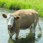 A hot cow tries to cool off on a hot summer day. | Cheryl Waldner photo