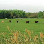 Poor pasture growth is a major problem this spring in Manitoba and parts of Saskatchewan, but lack of water supply is the number one concern. | Jeannette Greaves photo