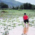 Some analysts believe China’s corn purchases are being used to feed its rapidly rebuilding hog herd, but others think the buying spree was the result of severe flooding that damaged the country’s corn crop last year. | Reuters photo