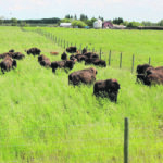 Shale Creek Bison Ranch is home to approximately 60 head. | Danielle Moran photo