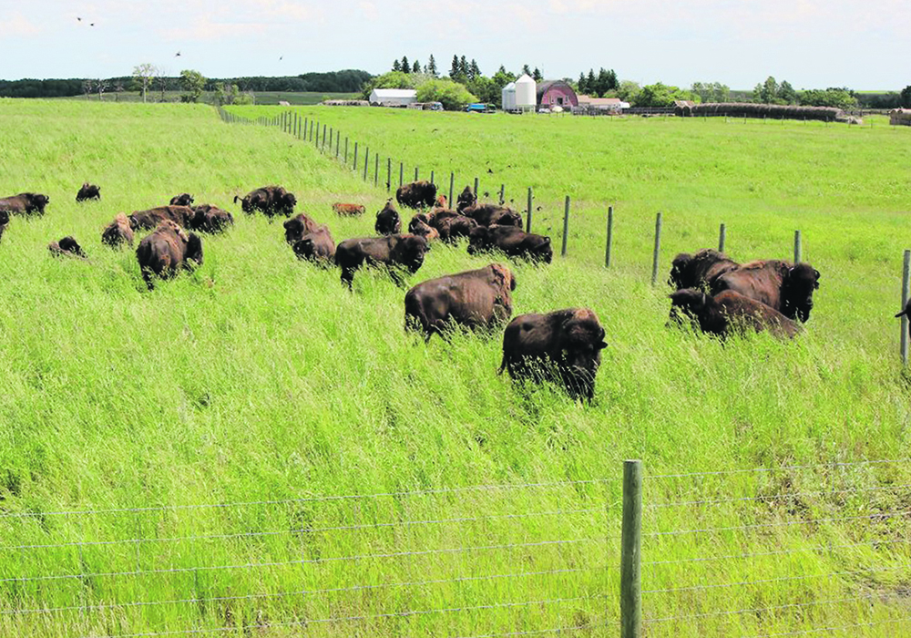 Shale Creek Bison Ranch is home to approximately 60 head. | Danielle Moran photo