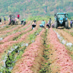 The Keddys employ about 80 people on their Nova Scotia farm with most coming from Jamaica and Mexico. | Supplied photo