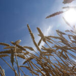 Thomas Whittaker, the head of weather with Aura Commodities in the United Kingdom, says eighty percent of North Dakota was experiencing moderate to severe drought as of the end of May. | File photo