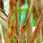 A new study argues that a co-ordinated global reporting mechanism could minimize the risk of spread of plant diseases such as Ug99, a rust that has devastated cereal crops around the world. | USDA photo