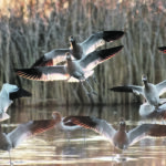 American avocets settle on the quiet water at the edge of the lake. | Mike Sturk photo