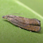 Researchers have found the larvae of the Dichrorampha aeratana moth feeds on the root of the oxeye daisy weed, stunting the growth and reproduction of the plant. | Screencap via suffolkmoths.co.uk