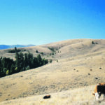 Wet conditions can make hoofs soft and vulnerable to injury, and dry conditions can make the hoof wall more brittle and susceptible to cracking. | Heather Smith Thomas photo