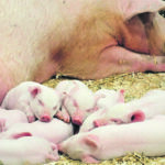 Studies have found that for every day increase in weaning age, the nursery exit weights increased 802 grams over a six-week period and the finisher farm shipped an additional 1.38 kilograms, while mortality dropped 0.77 percent. | File photo