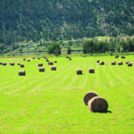 The Institute for Sustainable Food Systems’ Okanagan Bioregion Food System report says the region has some of the highest quality farmland in the province. | File photo