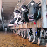 Bill C-216 was introduced as a private member’s bill by Bloc Quebecois MP Louis Plamondon as a means of protecting supply management. If passed, federal negotiators would not be able to involve tariffs or import quotas for supply-managed sectors, which includes dairy, poultry and eggs. | File photo
