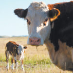 Ireland is exporting more beef to Canada than Canada sells to the EU, a region with 500 million people. | File photo