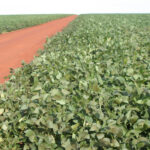 Brazilian farmers will increase the country's area planted with soybeans to 40 million hectares (98.8m acres) this season from 37.8 million hectares in the previous crop year. | File photo