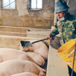 Live hog prices in the world's top pork consumer have plunged 65% since the start of the year as domestic production surged and huge volumes of imported pork reached the market. | Reuters photo