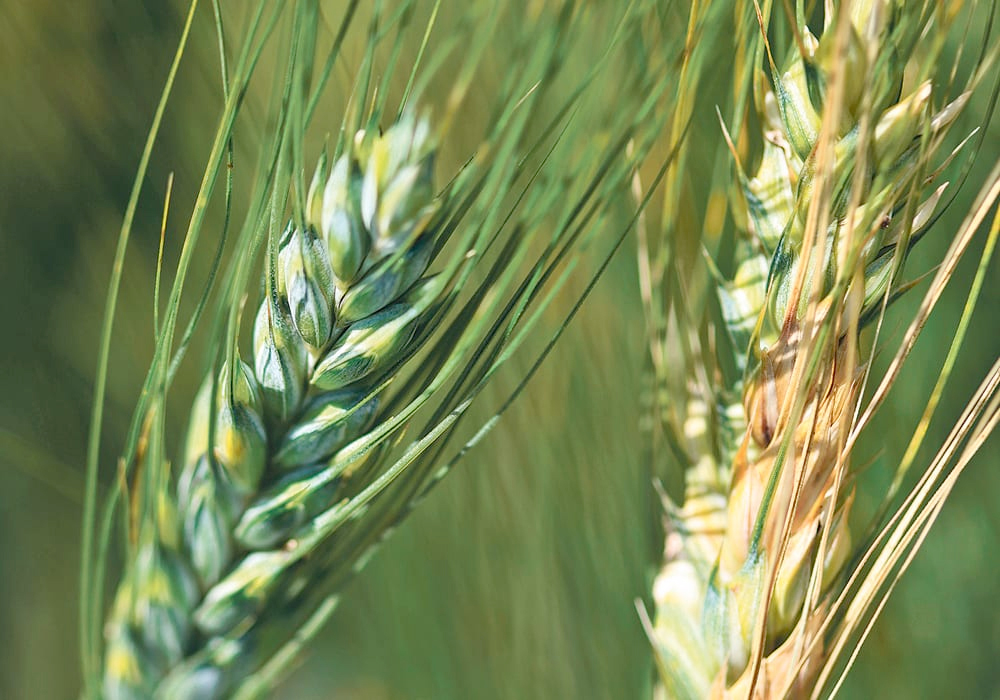 In Canada, fusarium is a particular concern. It produces fumonisin mycotoxins, a common contaminant of corn and wheat. Total losses due to mycotoxins in Canada can be $1 billion in a bad year. | File photo
