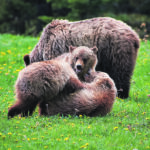 A grizzly sow and her second-year triplets were spotted June 15 alongside Highway 40 west of Longview, Alta., in the province’s Kananaskis Country. The animals were eating dandelions on a hillside before crossing the highway. It was the first day of the highway’s re-opening for the summer. This is the first year that visitors to Kananaskis Country will need to buy conservation passes, either $15 a day or $90 for the year. | Mike Sturk photo