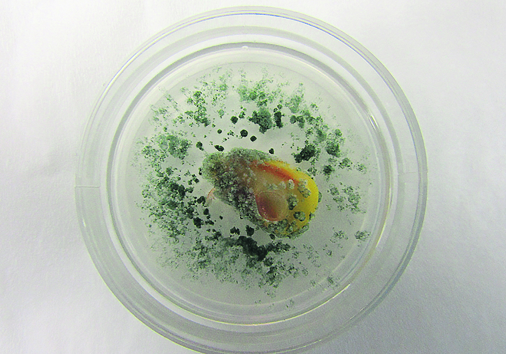 Ultraviolet light is being tested to inactivate contaminants such as the fungus Penicillium verrucosum, which infests stored grain. | Agriculture Canada photo
