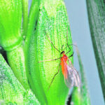 Research suggests that yield losses can be as high as 15 percent in wheat fields where a single adult midge is observed for every four to five wheat heads. | File photo