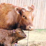 The Arm-Chair Ranching app is aimed at Alberta’s beef producers, but it could eventually be expanded to other provinces as well as different types of farming. | Shelby Sawchuk photo