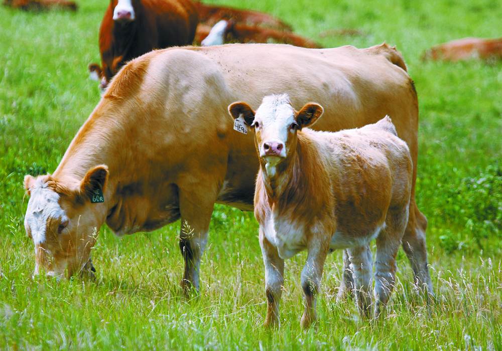 As the first-ever BCRC (Beef Cattle Research Council)-Hays Chair in Beef Production Systems at the University of Alberta, Gleise Medeiros Silva will be working with prairie farmers and ranchers to help them find ways to cut the cost of raising cattle while reducing their carbon footprint. | File photo