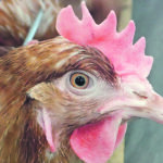 The study of the development and progression of human cancer in a suitable animal model is the focus of research that includes the genetic modification of chickens. | File photo